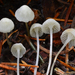 Hemimycena - Photo (c) Christian Schwarz, some rights reserved (CC BY-NC)