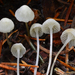 Hemimycena - Photo (c) Christian Schwarz, alguns direitos reservados (CC BY-NC), uploaded by Christian Schwarz