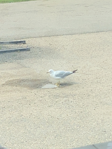 Ring-billed Gull
