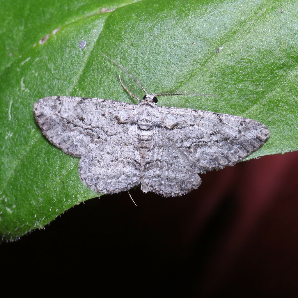 North American Common Gray from Fitzgerald Rd, Burdett, NY 14818, USA ...