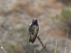 Calypte costae