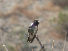 Calypte costae