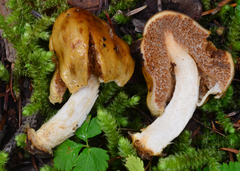 Cortinarius pinguis image