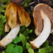 Cortinarius pinguis - Photo (c) Christian Schwarz, some rights reserved (CC BY-NC), uploaded by Christian Schwarz