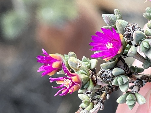 Antimima wittebergensis
