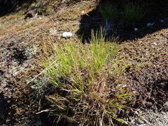 Oreojuncus trifidus