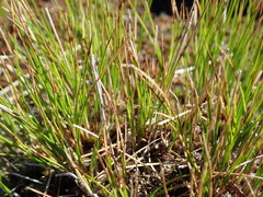 Oreojuncus trifidus