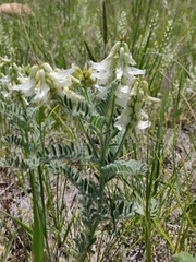 Astragalus drummondii