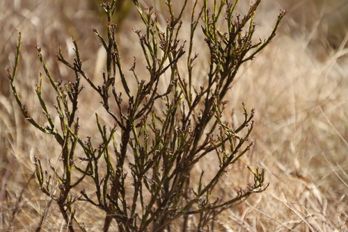 Wing Rootthug (Thesium alatum)