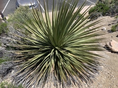 Nolineae