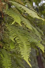 Polypodium martensii