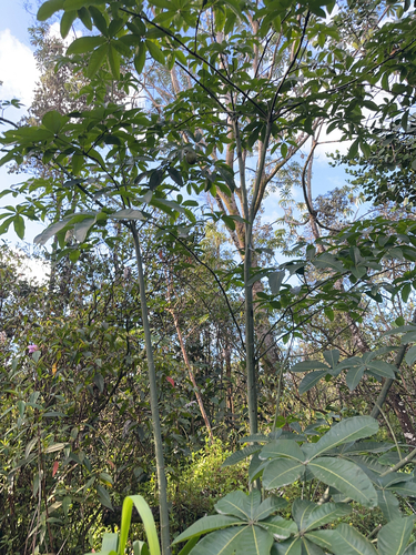 Pachira aquatica observed 2024-07-27