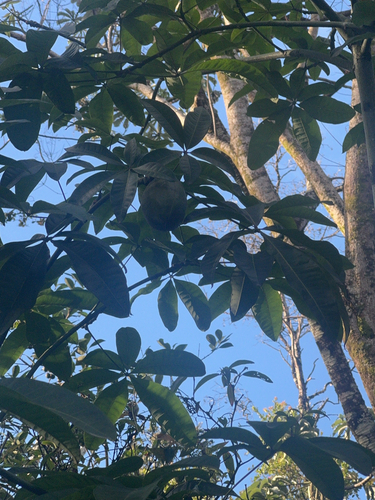 Pachira aquatica observed 2024-07-27