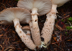 Armillaria solidipes image