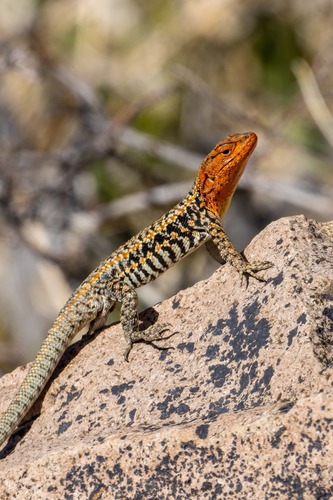 Braided Tree Iguana, Liolaemus platei