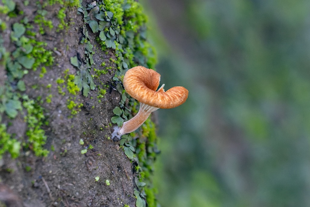 Melanomphalia omphaliopsis