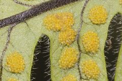 Polypodium martensii