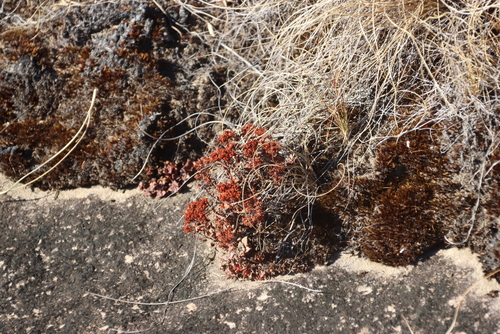 Crassula setulosa