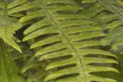 Polypodium martensii