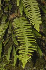 Polypodium martensii