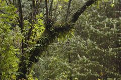 Polypodium martensii