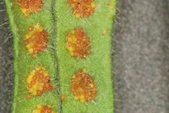 Polypodium martensii