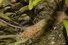Polypodium martensii