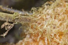 Polypodium martensii