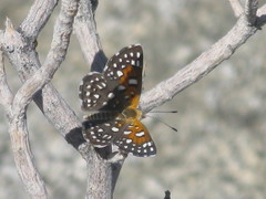 Lepidoptera
