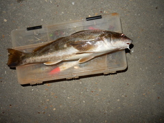 Menticirrhus americanus