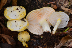 Hygrophorus chrysodon image