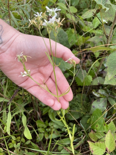 Image of Sabatia quadrangula by (c) Alicia Ballard, some rights reserved (CC BY)