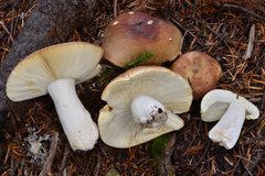 Russula xerampelina image