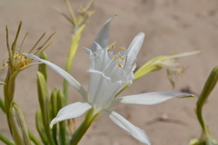 Pancratium maritimum