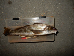 Menticirrhus americanus