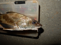 Menticirrhus americanus