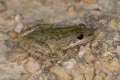 Pseudacris clarkii