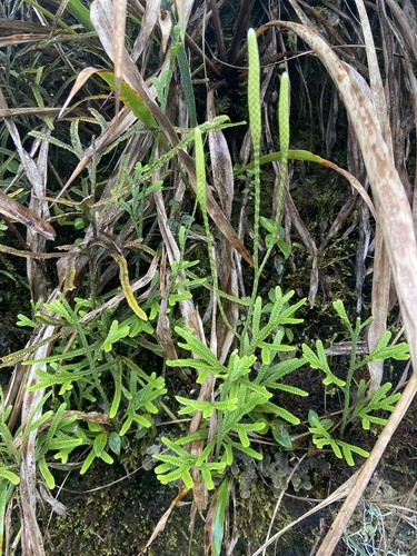 Diphasium jussiaei