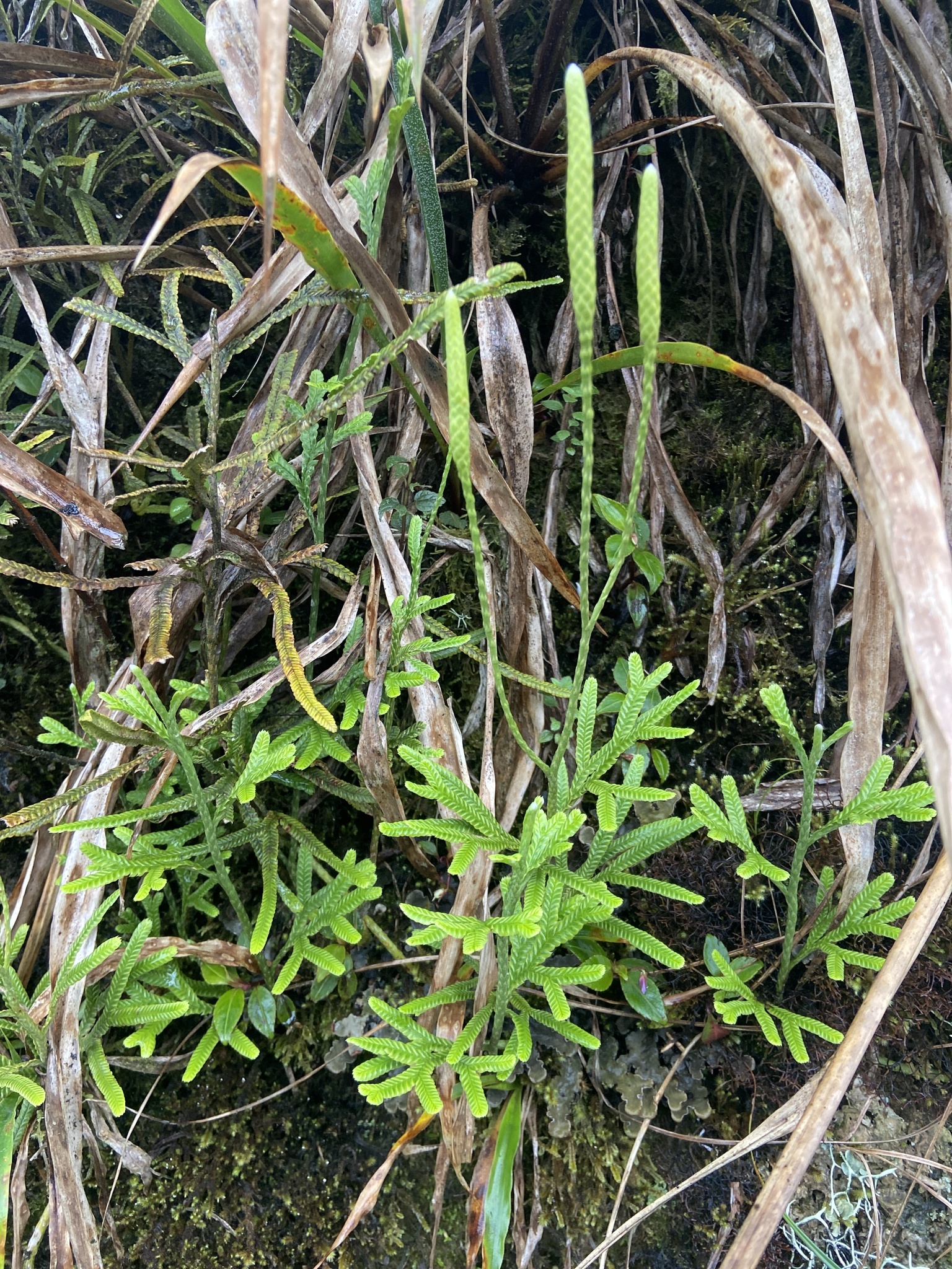 Diphasium jussiaei