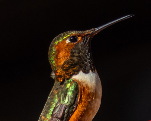Allen's Hummingbird, photo 7 of 9