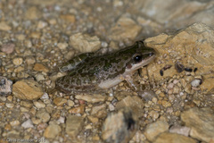 Pseudacris clarkii