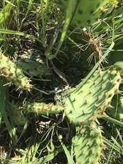 Opuntia cymochila