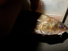 Menticirrhus americanus