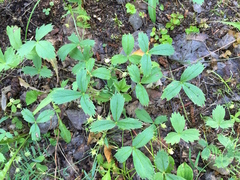 Fragaria virginiana glauca