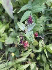 Norvellina chenopodii