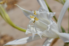 Pancratium maritimum