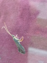 Trichoptera