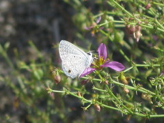 Polyommatinae