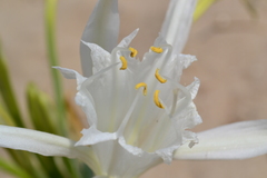 Pancratium maritimum