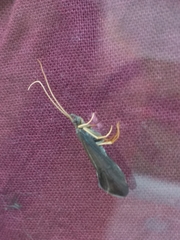 Trichoptera